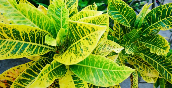 Green-yellow leaves, croton plant, nature wallpaper