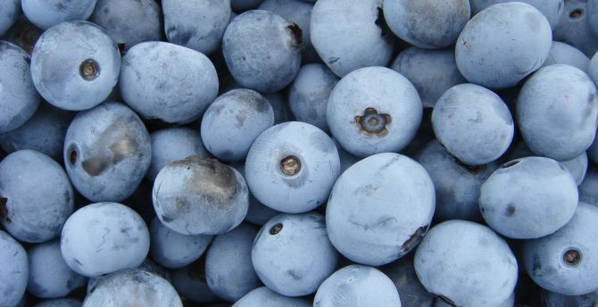 Blueberries, ripen, fruits wallpaper