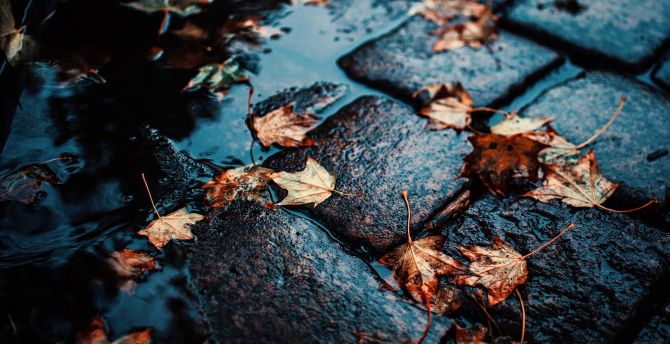 Street, wet leaf, maple, autumn, water wallpaper