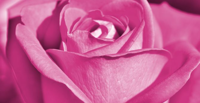 Pink rose, close up, bloom wallpaper