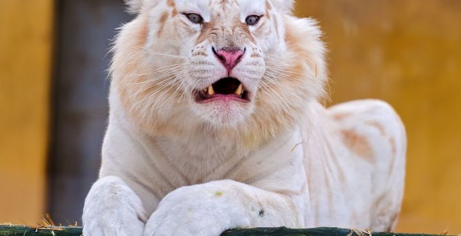 Angry, predator, white tiger wallpaper