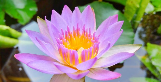 Bloom, pink, water lily, close up wallpaper