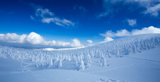 Winter, snow-caped trees, landscape, nature wallpaper