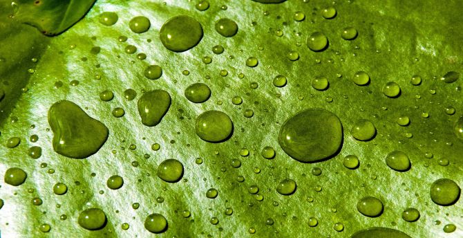 Water drops, close up, water lily leaf wallpaper