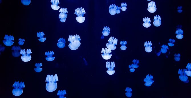 Small blue jellyfishes, underwater wallpaper