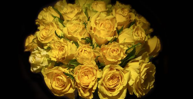 Yellow roses, portrait, bouquet wallpaper