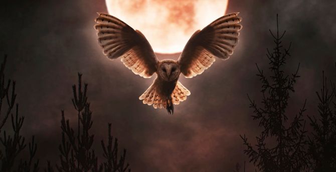 Barn owl, moon night, flight, open wings wallpaper