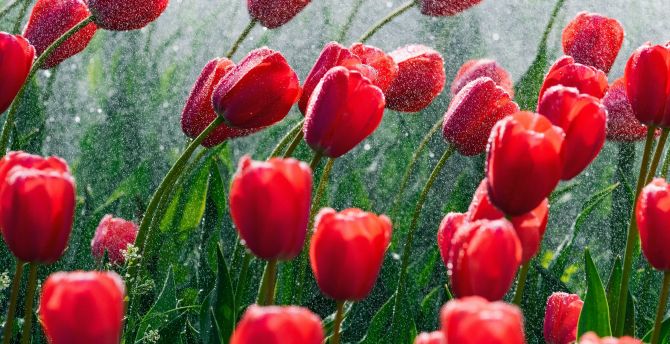 Red and beautiful tulips, bloom, spring wallpaper
