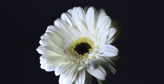 Whiter Gerbera, flower, portrait wallpaper