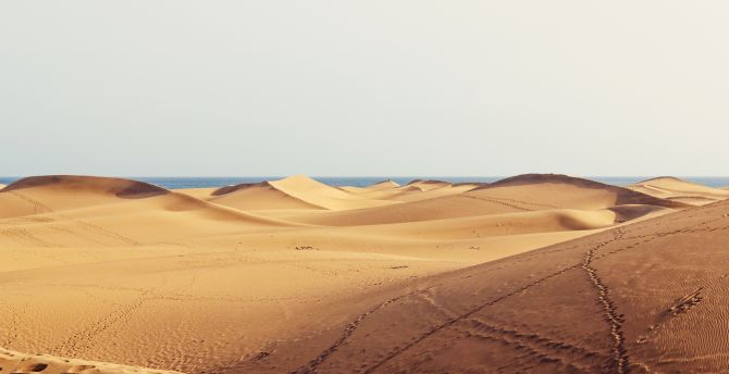 Dunes, desert, coast, nature wallpaper
