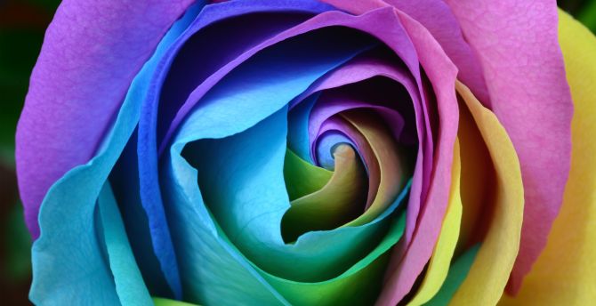 Colorful rose, flower, close up wallpaper