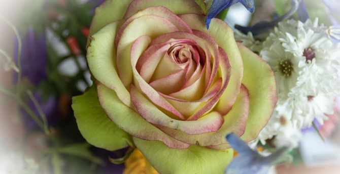 Yellow rose, wedding flowers, arrangement wallpaper