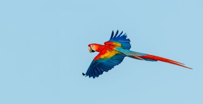 Macaw, parrot, flight wallpaper