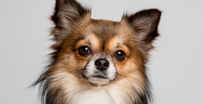 Chihuahua, dog, cute muzzle wallpaper