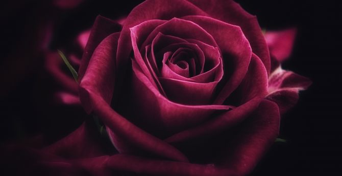 Pink rose, close up, bloom wallpaper