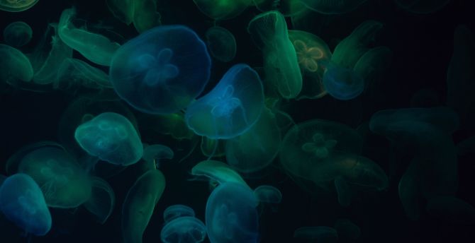 Jellyfish, green-dark, transparent wallpaper