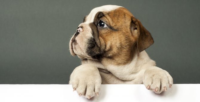 Bulldog, cute puppy, dog wallpaper