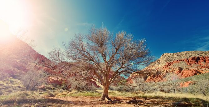 Dry tree, desert, nature, sunlight wallpaper