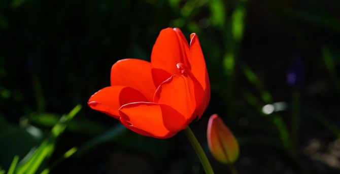 Red tulip, beautiful, flower wallpaper