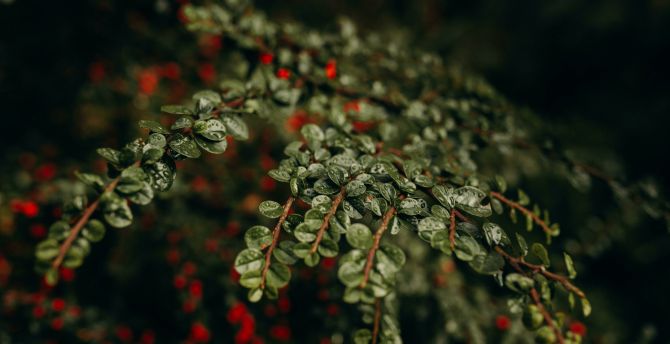 Plant branches, small leaves, nature, dew drops wallpaper