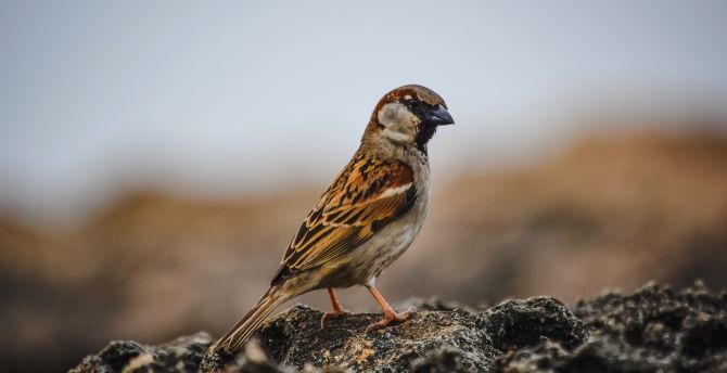 Sparrow, bird, cute wallpaper