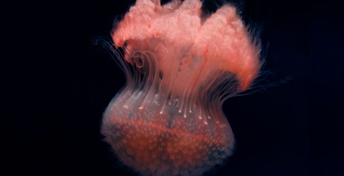 Fluffy, jellyfish, close up wallpaper