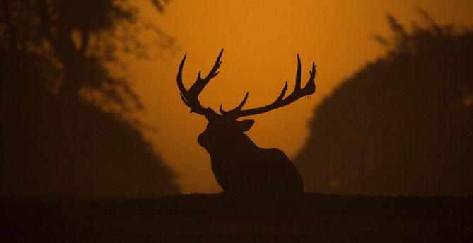 Deer, sunset, outdoor, silhouette wallpaper