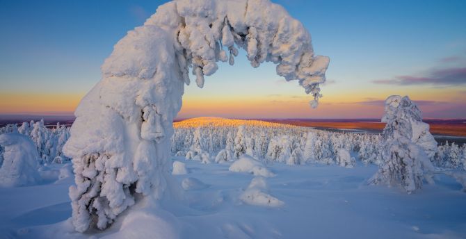 Sunset, winter, landscape, nature, trees wallpaper