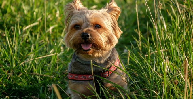 Cute, puppy, dog, grass, outdoor wallpaper