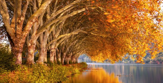 Lake, bay of lake, autumn, tree wallpaper