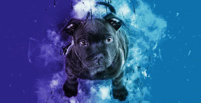 Black puppy, dog, cute, digital art wallpaper