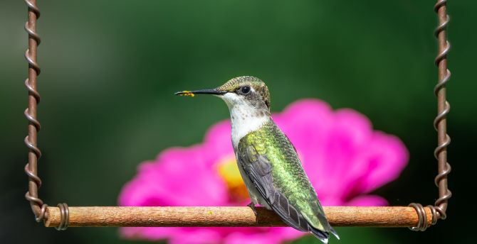 Hummingbird, cute wallpaper