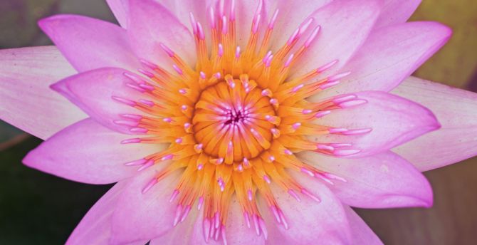 Close up, pink water lily, bloom wallpaper