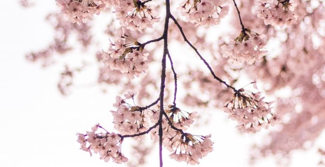 Blossom, pink flowers, tree branch wallpaper