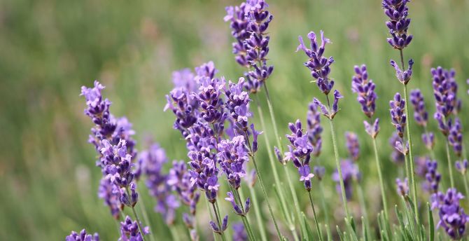 Lavender, plants, violet flowers wallpaper