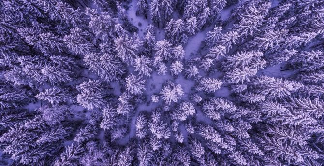 Snowy forest, aerial view, snowfall, winter, trees wallpaper