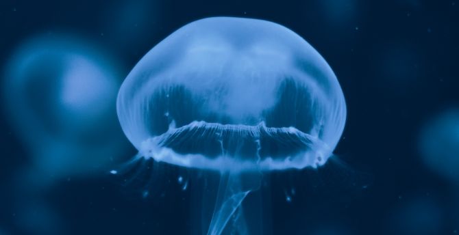 Wallpaper blue jellyfish, aquarium desktop wallpaper, hd image, picture,  background, 8b3bc7 | wallpapersmug