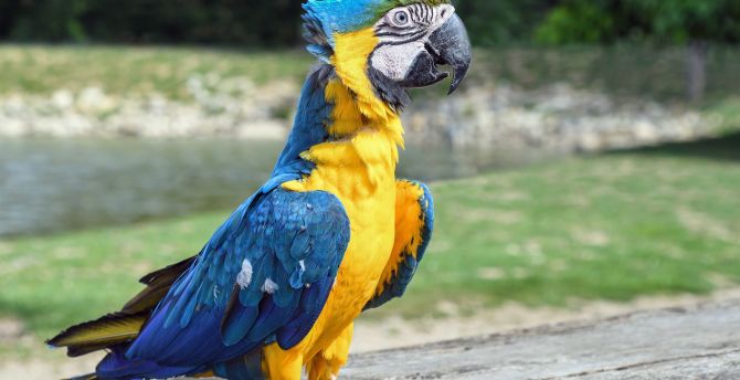 Confident, bird, colorful macaw wallpaper