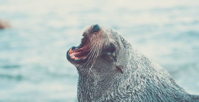 Sea lion, roar, aquatic life, muzzle wallpaper