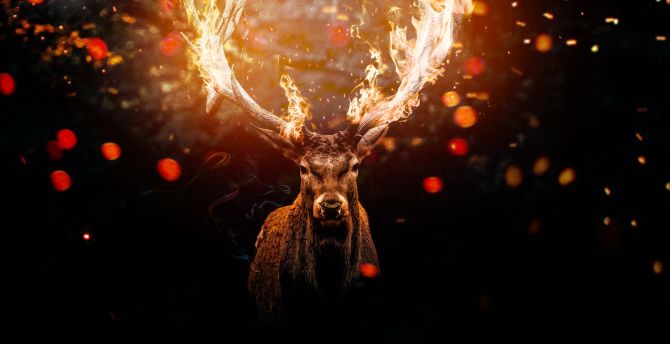 Deer, horns on fire, muzzle, art wallpaper