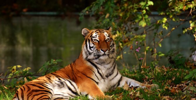 Calm, predator, tiger, wild animal wallpaper