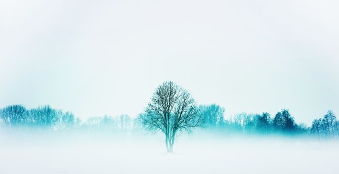Wallpaper winter, nature, trees, fog, minimal desktop wallpaper, hd image,  picture, background, 8c603d | wallpapersmug