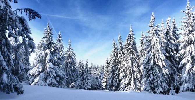 Wallpaper sunny day, winter, pine trees, nature desktop wallpaper, hd  image, picture, background, 8ccc35 | wallpapersmug