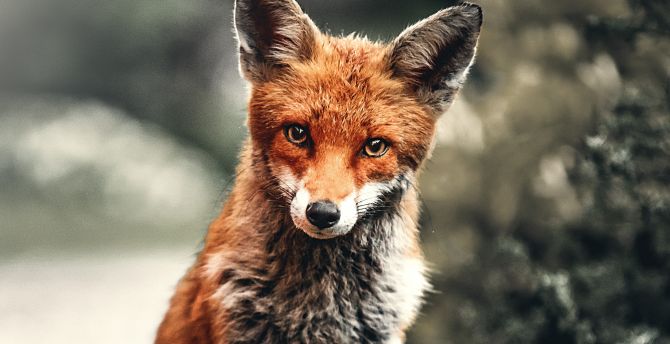 Wild animal, fox, red wallpaper