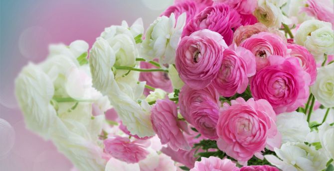 Wallpaper white and pink flowers, bouquet desktop wallpaper, hd image,  picture, background, 8ee593 | wallpapersmug