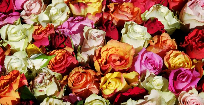 Colorful, roses, decorations wallpaper