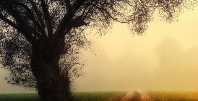 Dirt road, misty day, tree, nature wallpaper