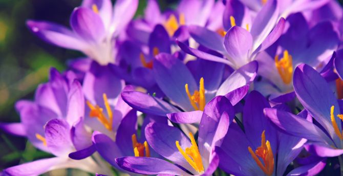 Crocus, bright and violet, flower wallpaper