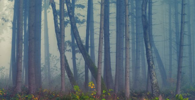 Forest, mist, trees, nature wallpaper