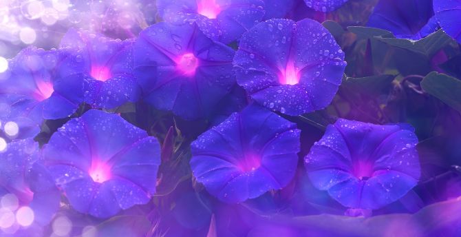 Purple flowers, bright, glow, art wallpaper